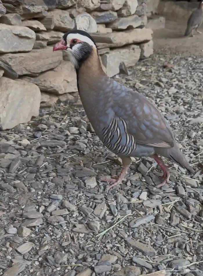 ذكور حجل(قهد) 0