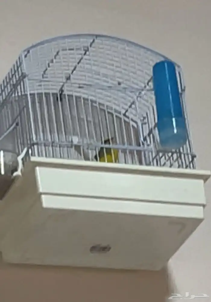 للبيع ياسمين 0