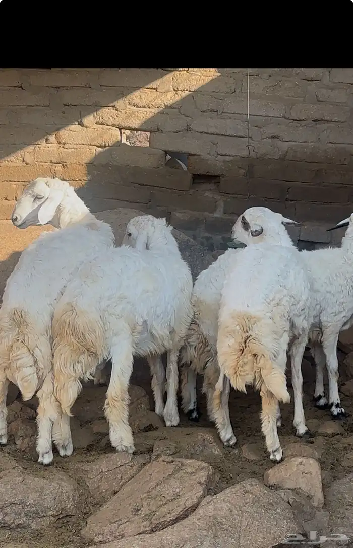 طليان ذبائح الموقع اضم 2