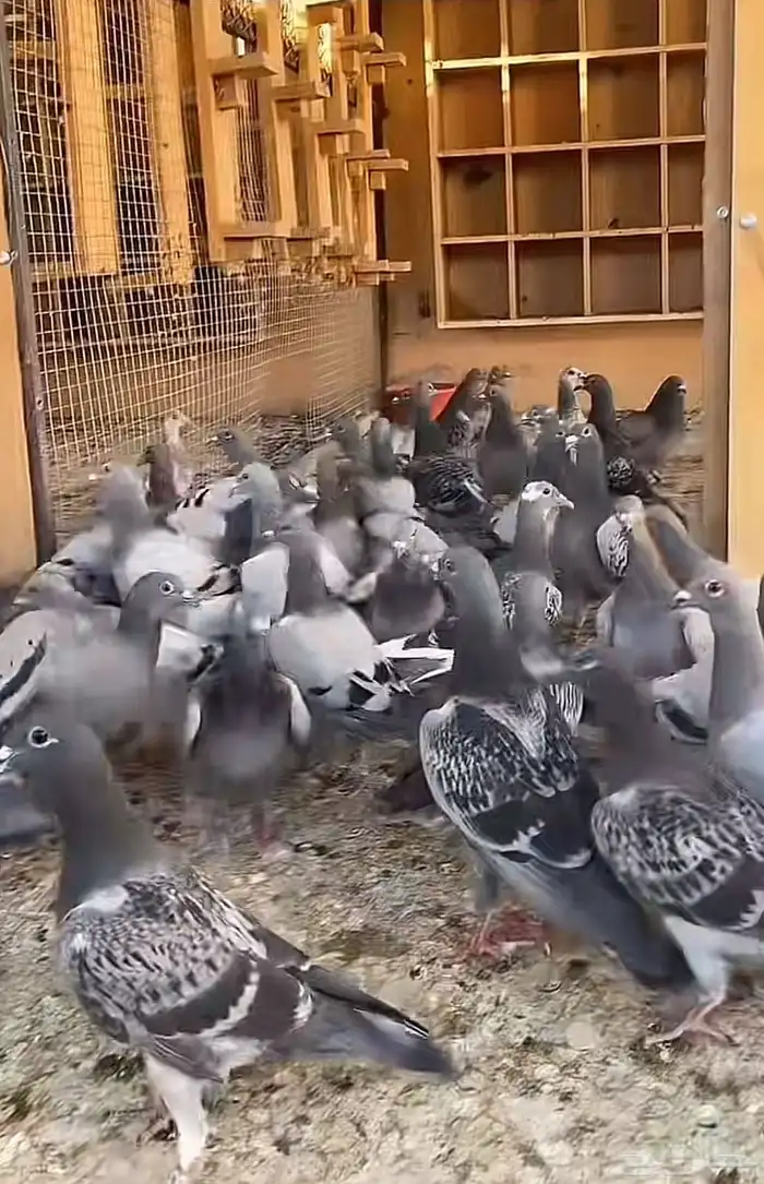 حمام دحل على الشرط 1