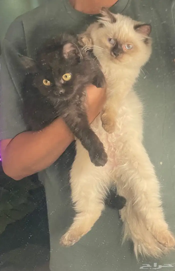 قطط هملايا وشيرازي 3 شهور 1