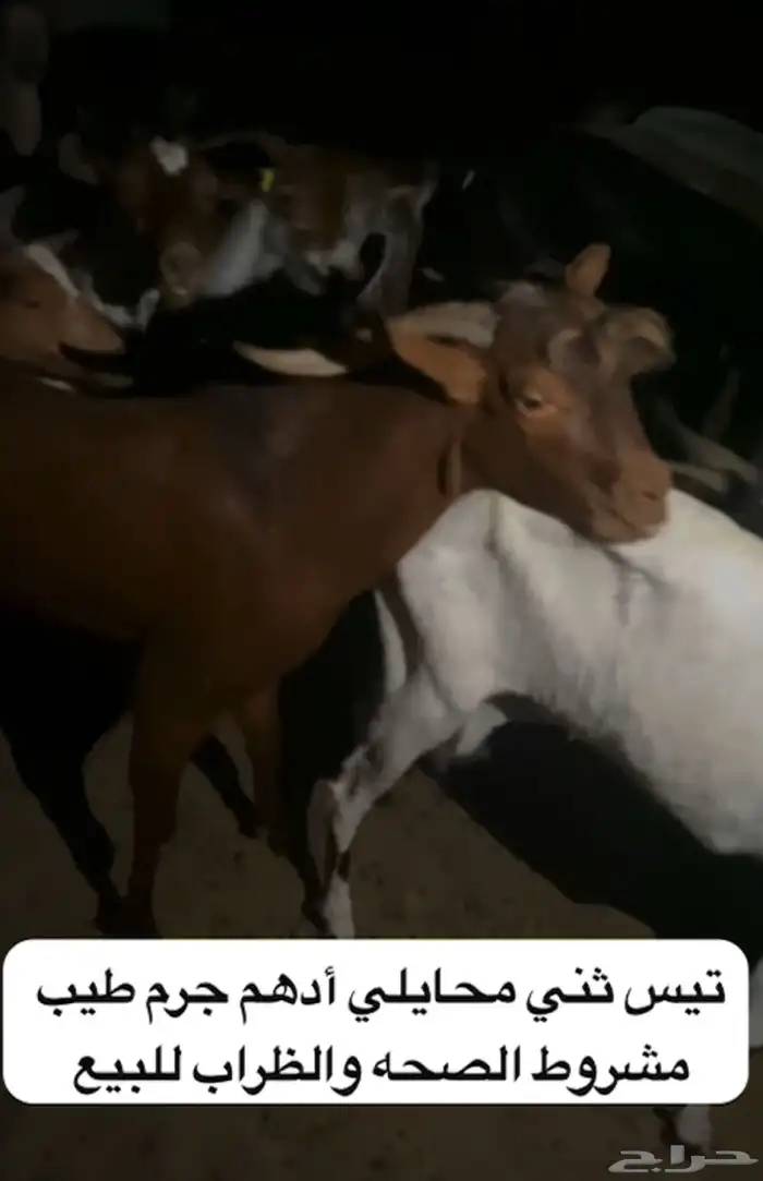 تيس محايلي مشروط 0