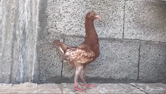 للبيع طبة حمام مالتيز 2