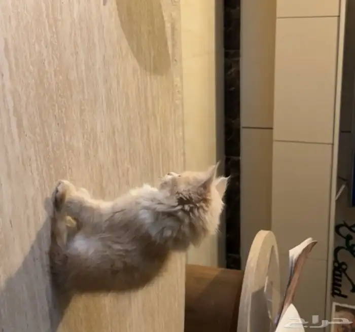 قطو للبيع سكوتش عمره شهر ونص يحب يلعب وصغير 1