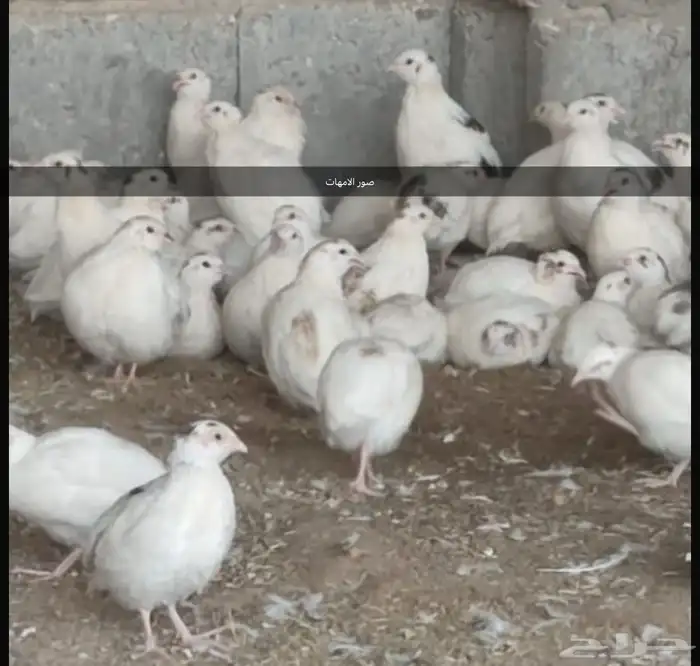 سمان تكساس 1