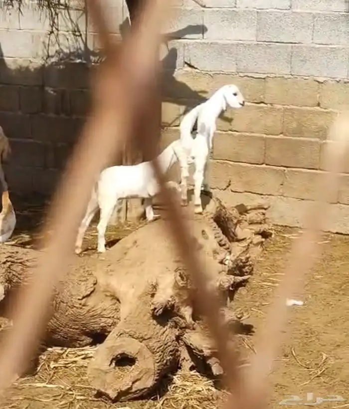 عرض وبيع مراح كامل 1