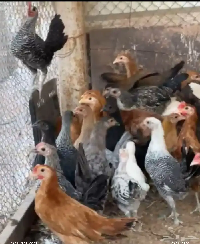 دجاج مشكل اعمار شهرين 0