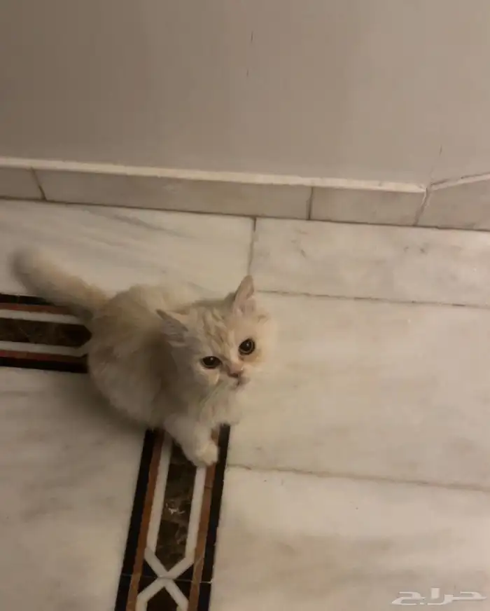 قطه للتبني 0