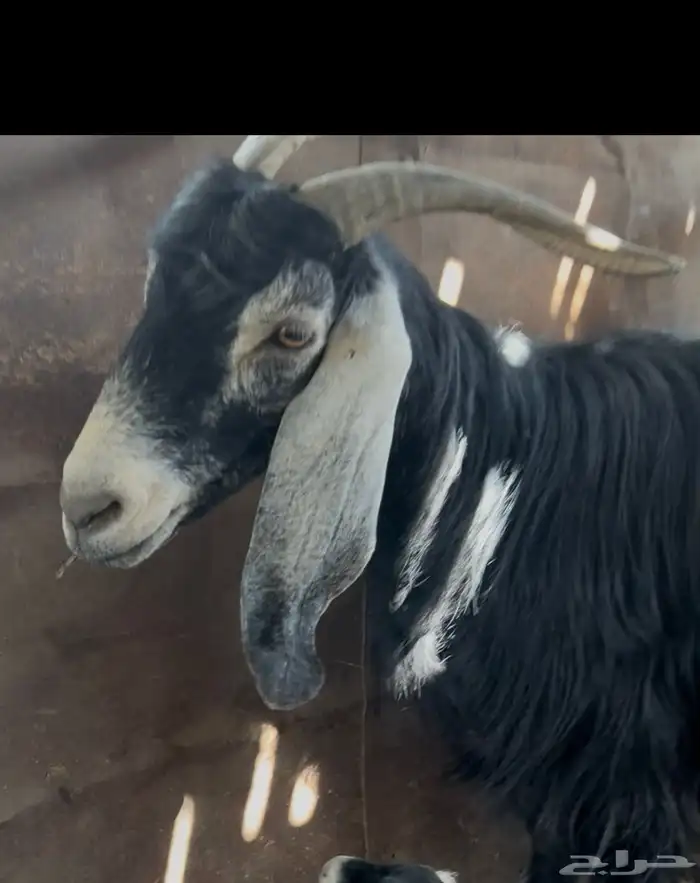 للبيع العنز ميت ولدها 0