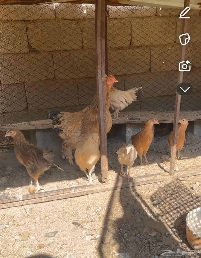 دجاج للبيع 7
