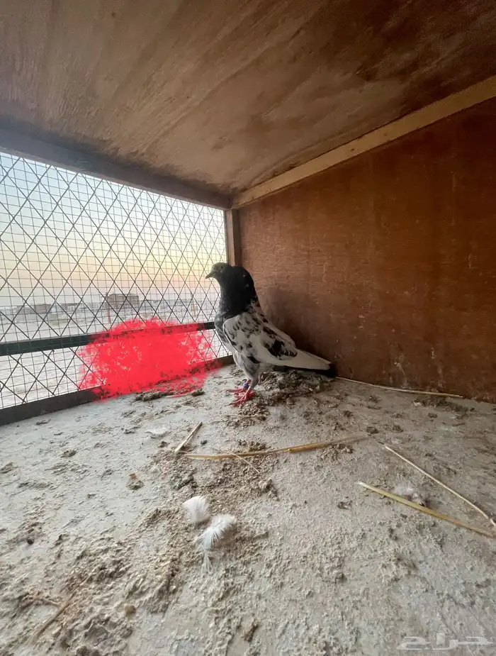 زوج باكستاني بيور 1