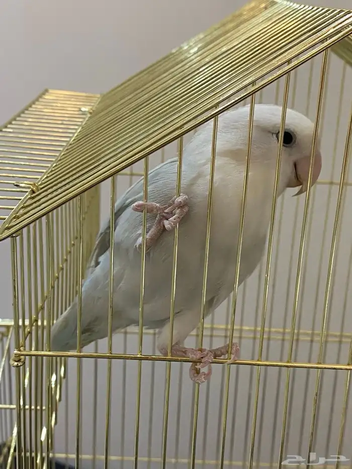 طير روز عمره 9 شهور 0