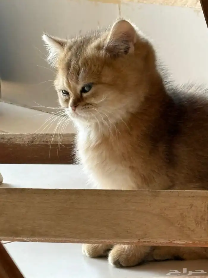 كيتن ذكر سكوتش ستريت للبيع مسجل 1