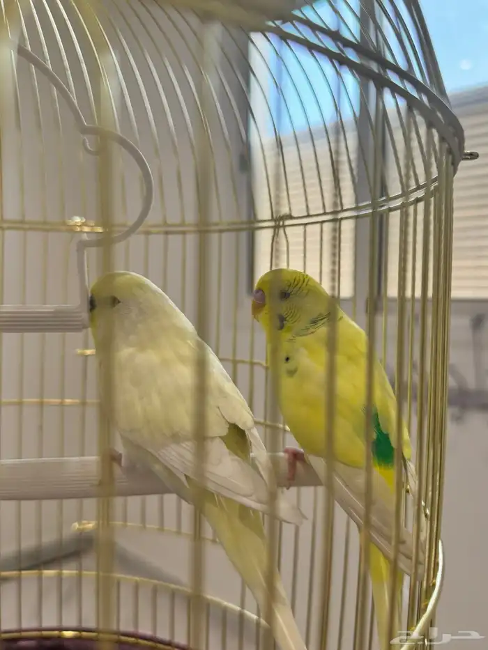 زوج بادجي للبيع 0