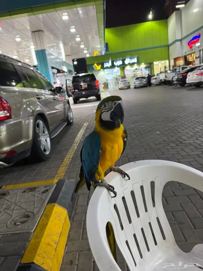 بغبغان مكاو 1