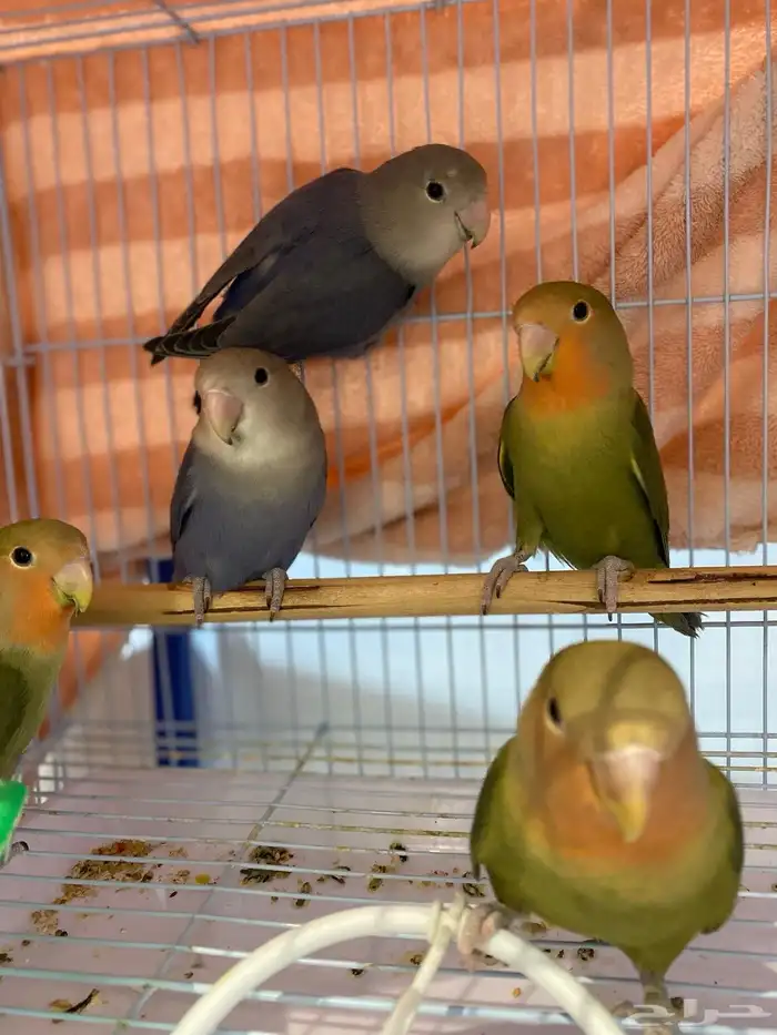 فروخ روز اعمارة 3 اشهر العدد 5 0