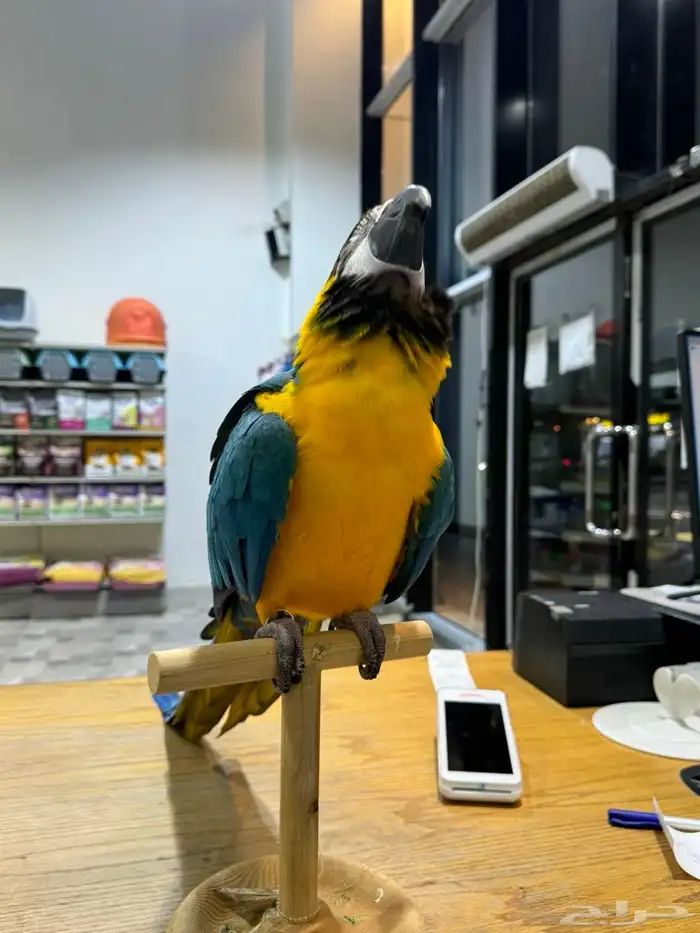 بغبغان مكاو 0