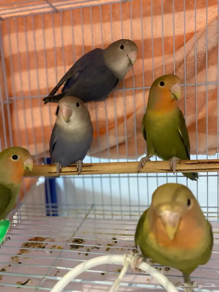 فروخ روز اعمارة 3 اشهر العدد 5 1