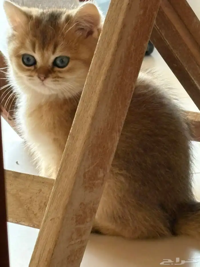 كيتن ذكر سكوتش ستريت للبيع مسجل 0