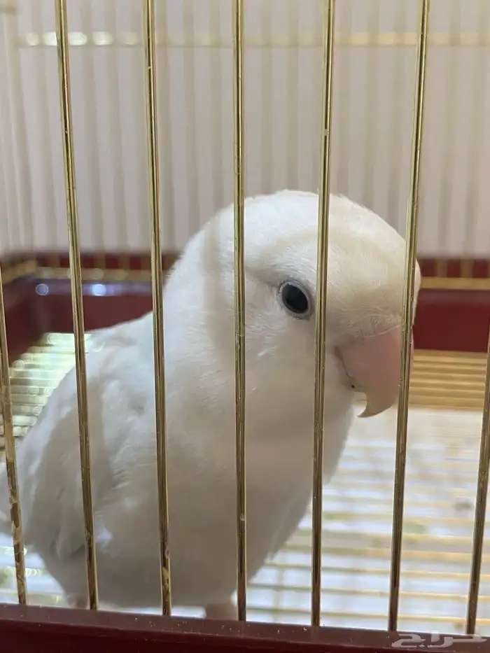 طير روز عمره 9 شهور 2