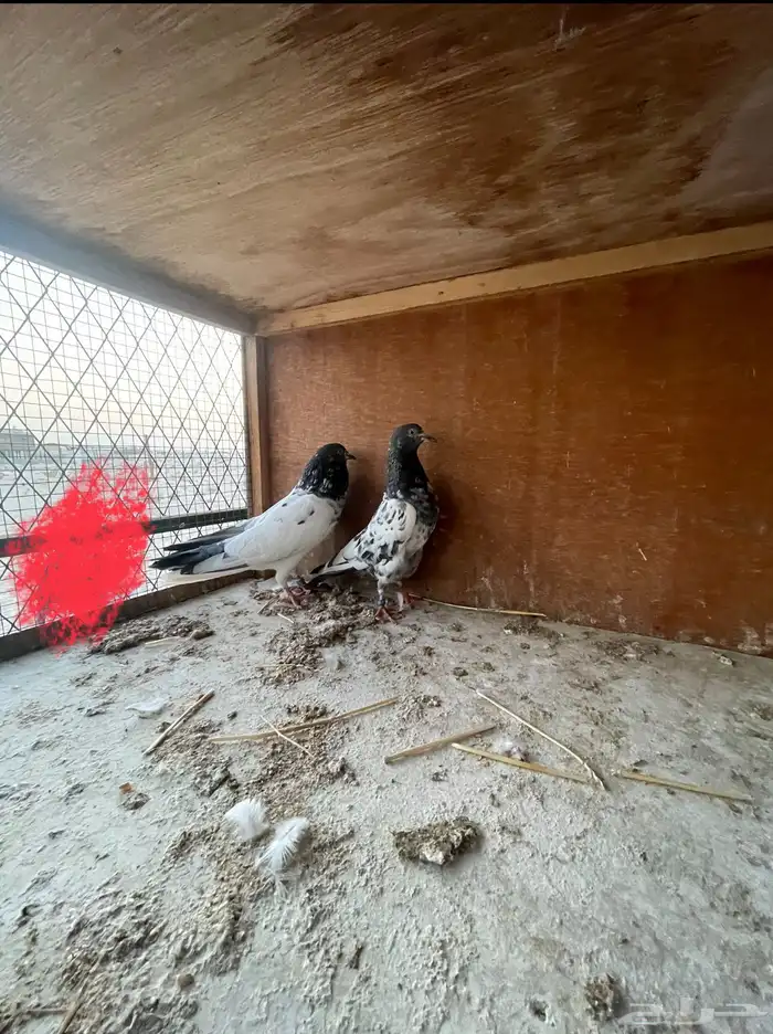 زوج باكستاني بيور 2