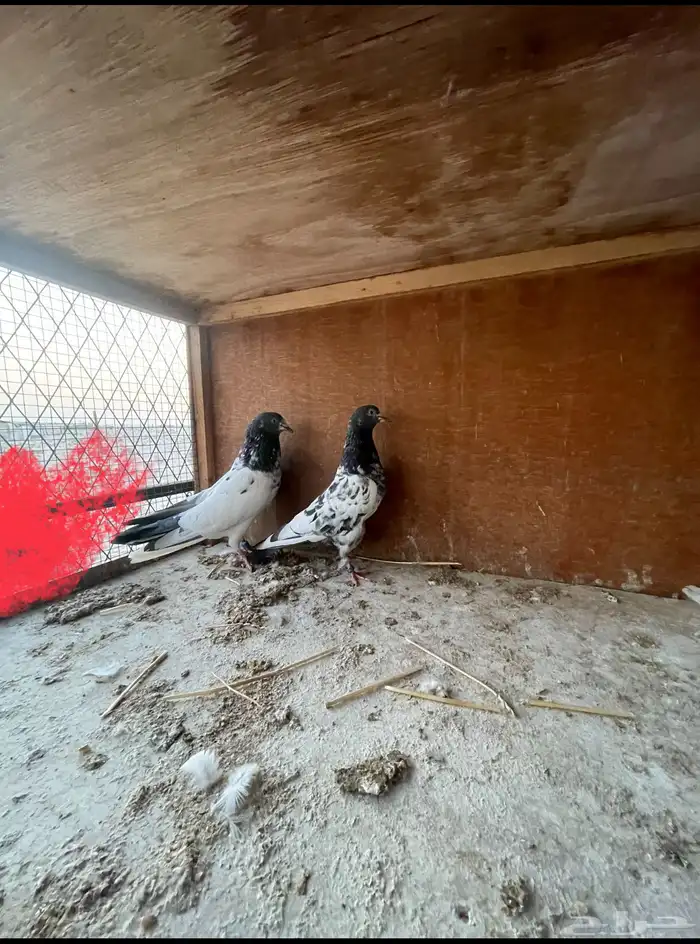 زوج باكستاني بيور 3