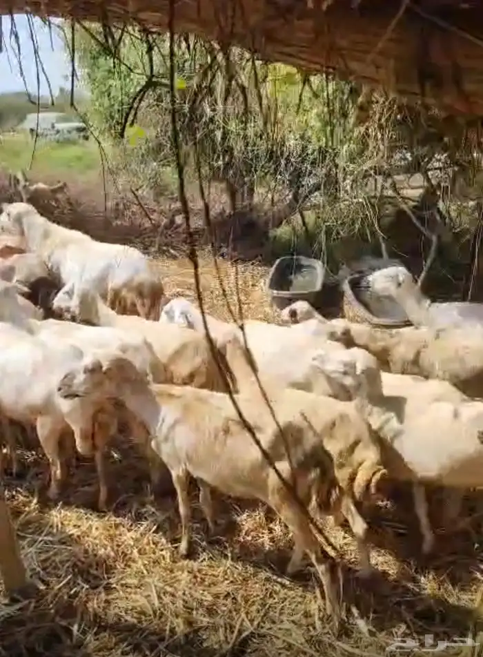 عرض وبيع مراح كامل 7