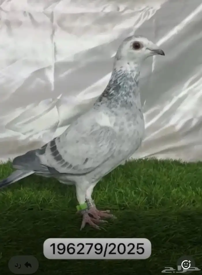 حمام زاجل سباق 8