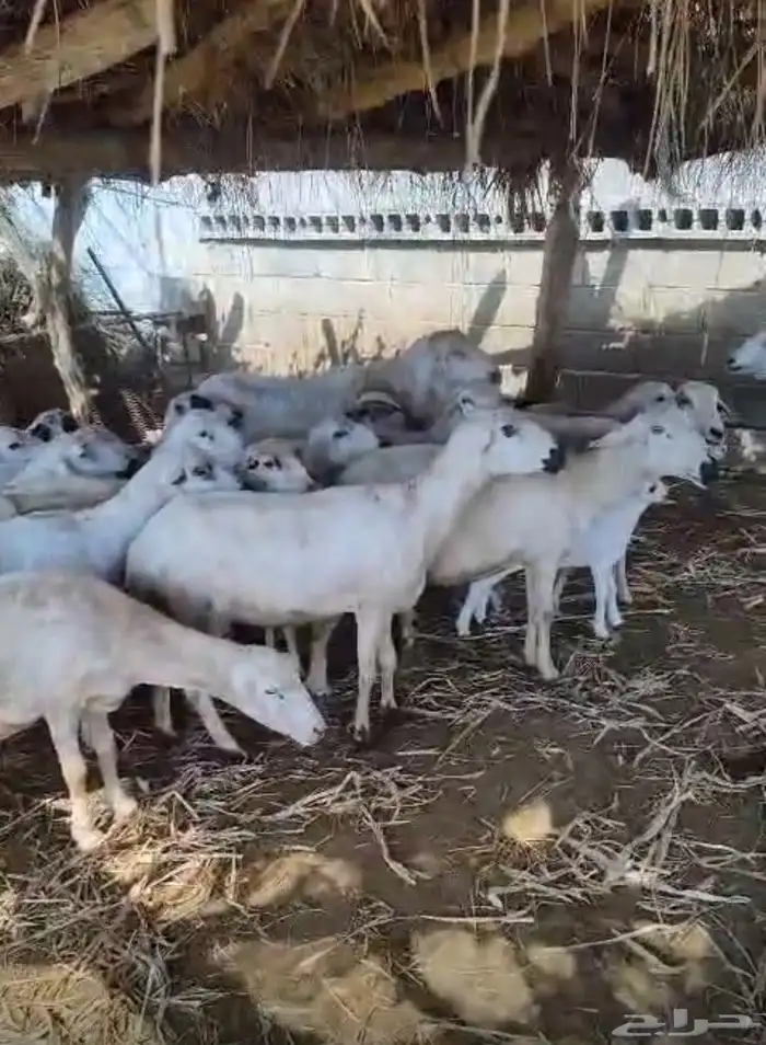 عرض وبيع مراح كامل 8