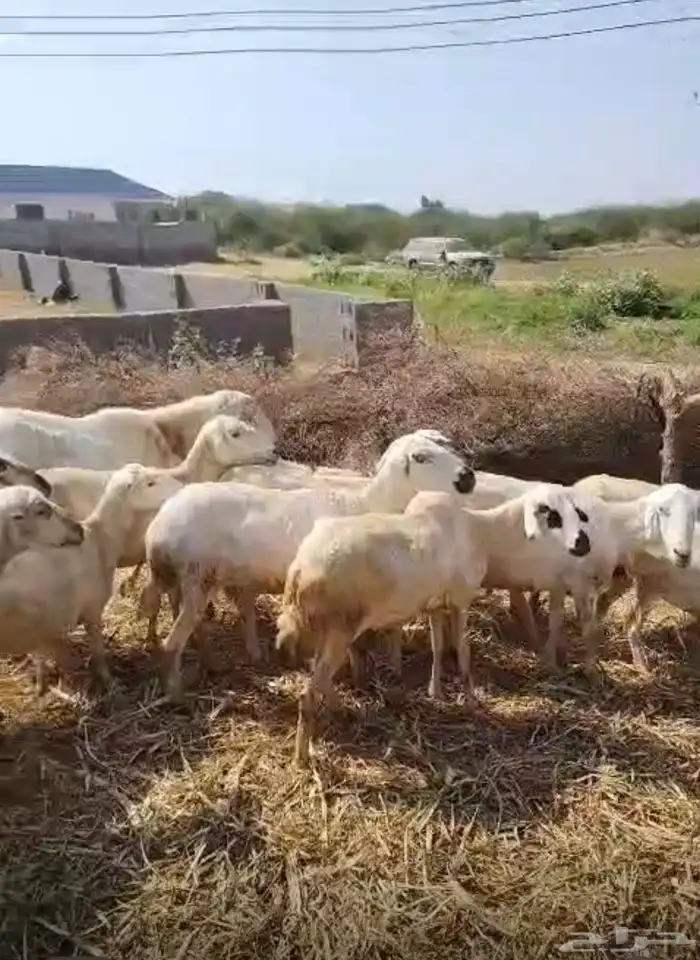 عرض وبيع مراح كامل 9