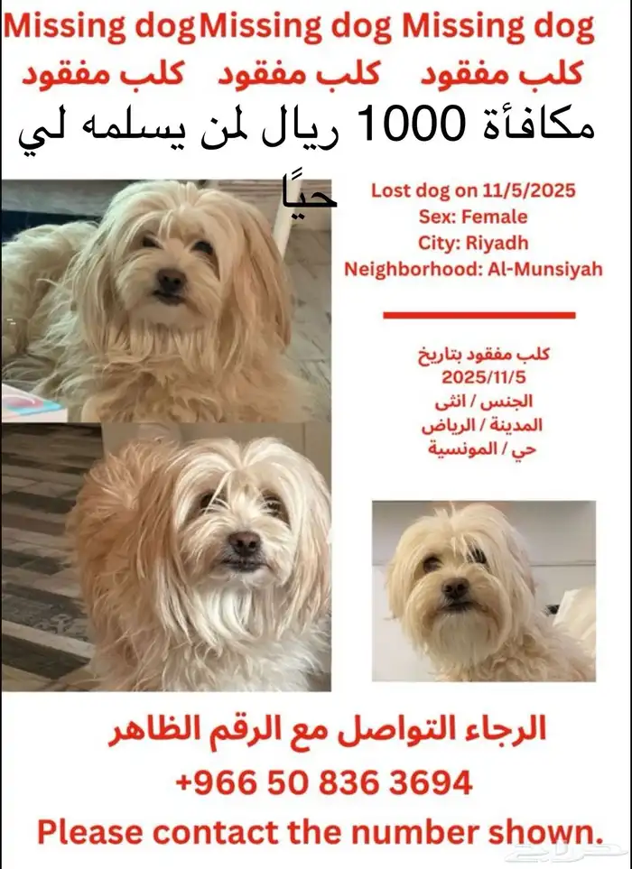 كلب ضائع مكافأة 1000 ريال لمن يسلمه حي ا 0