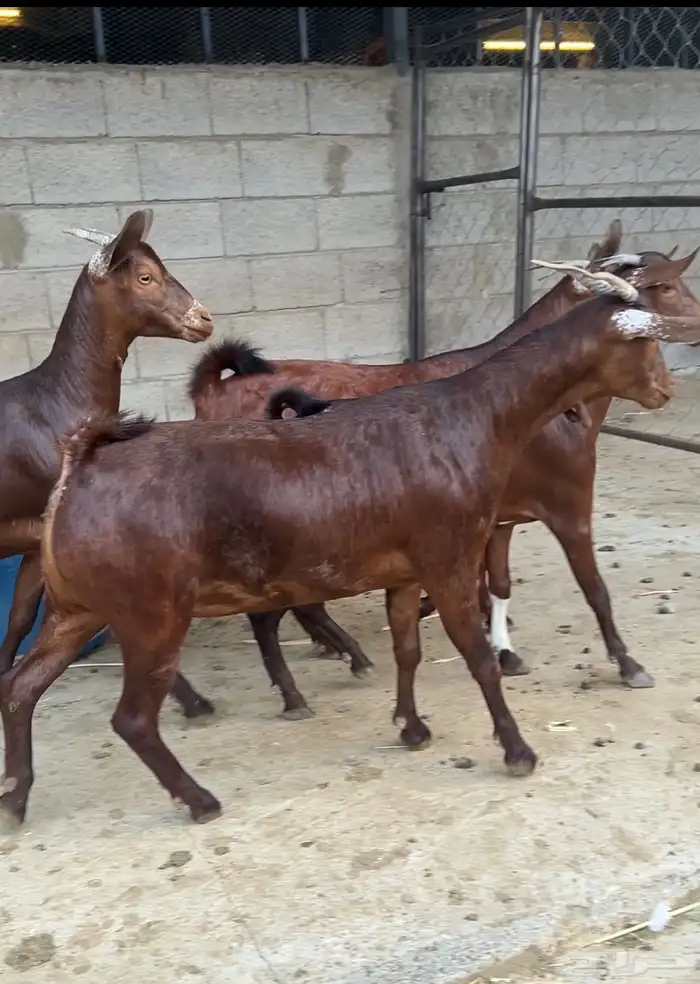 جفار دهم دبس صنف 4 3