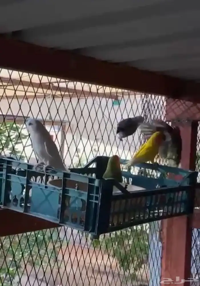 اجواز روز منتجه 3