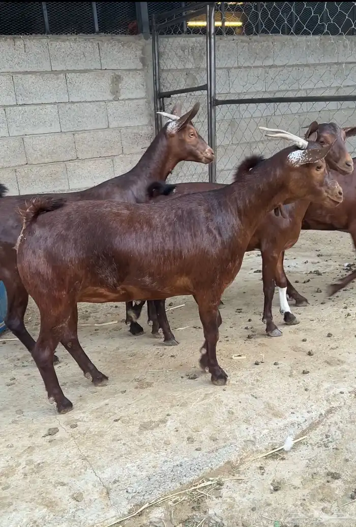 جفار دهم دبس صنف 4 2