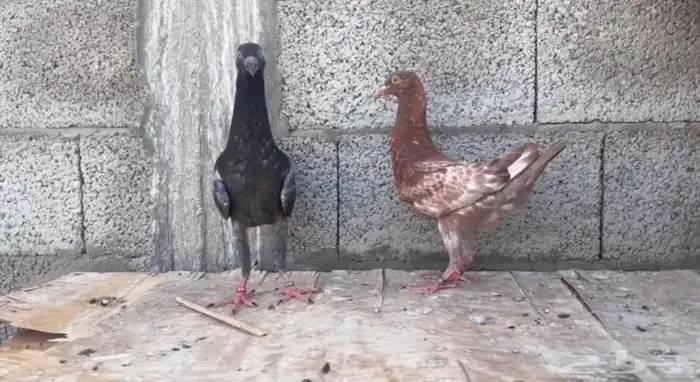 للبيع طبة حمام مالتيز 1