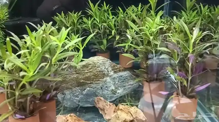 نباتات نهرية لحوض السمك متنوعة 2