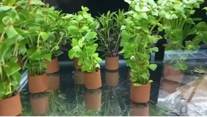 نباتات نهرية لحوض السمك متنوعة 1