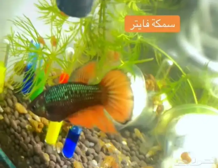 سمكة 1 فايتر اناث 2 ذكور كروان تيل 1