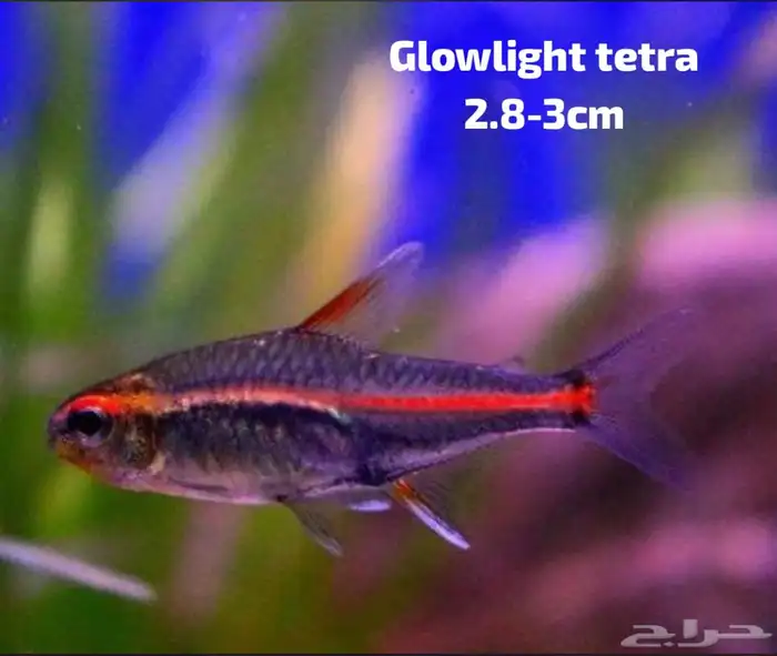 اسماك نهرية منوعة 2