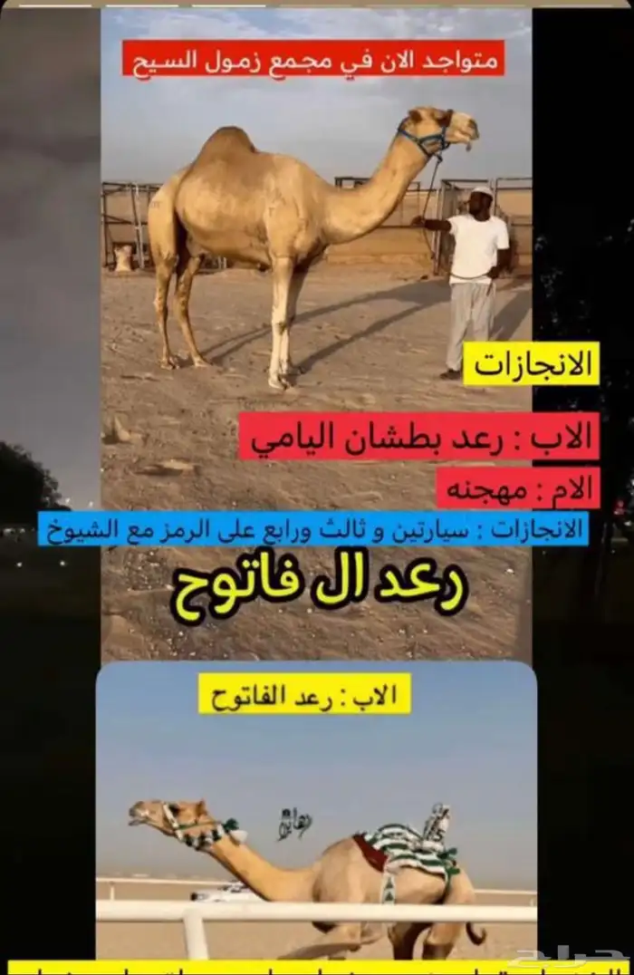 خلفه راكض وتحتها بكره للبيع خلفه هجن 2