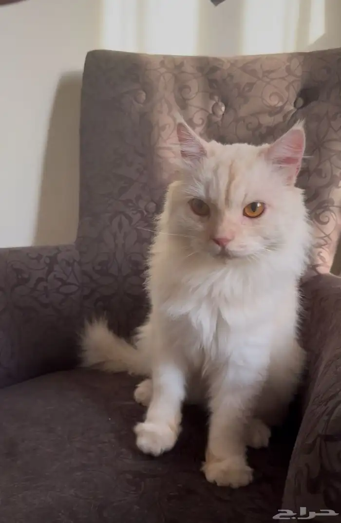 قطط للتبني 0