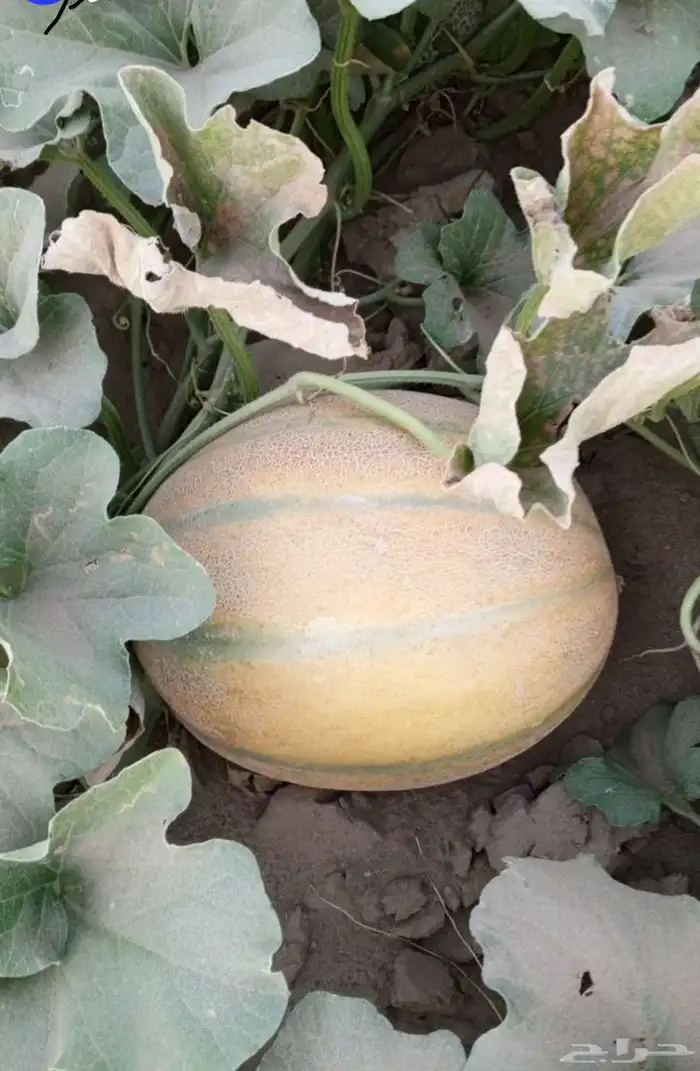 شمام منقاوي عسلي عثري خالي من المبيدات والرش 0