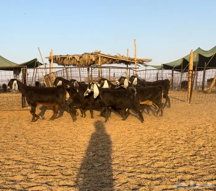 ماعز مصريات جم 1