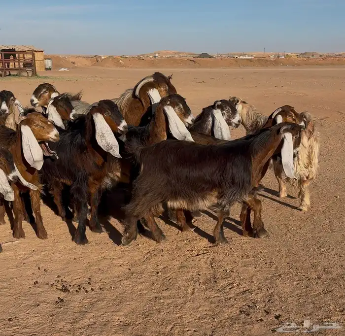 معزا عوارض صفر جذعات 8