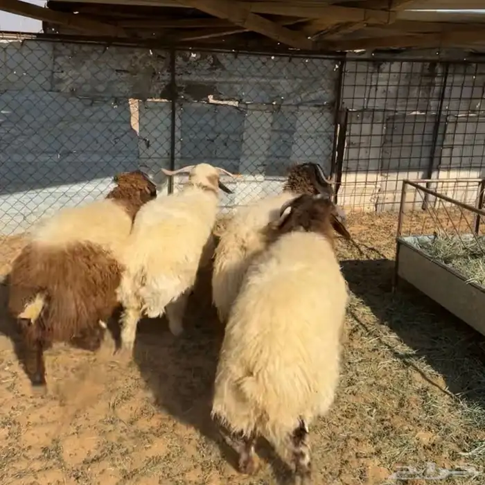 خرفان نعيم ( تم البيع ) 0