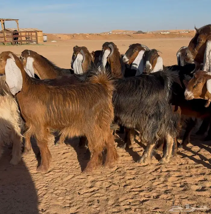 معزا عوارض صفر جذعات 2