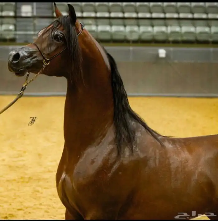 مربط الرفيع للخيول العربية الاصيلة 2