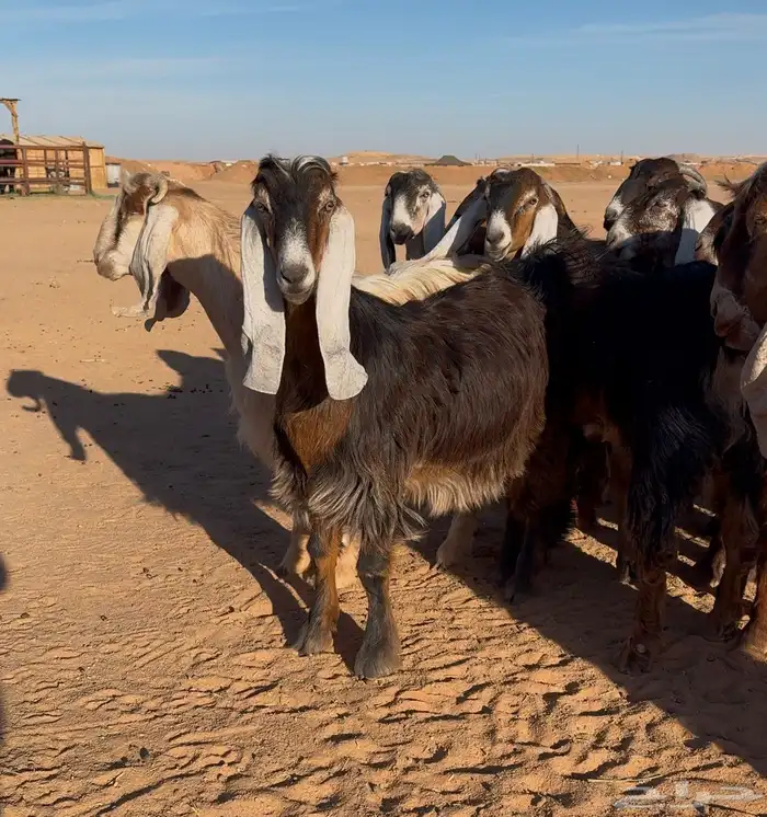 معزا عوارض صفر جذعات 10