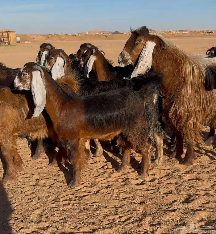 معزا عوارض صفر جذعات 9