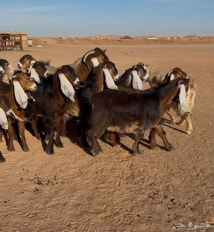 معزا عوارض صفر جذعات 3